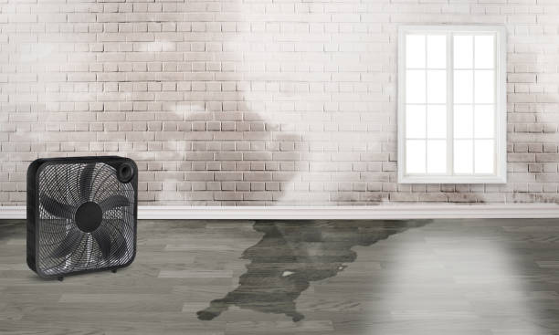 Best Professional water damage repair  in Lyndhurst, OH